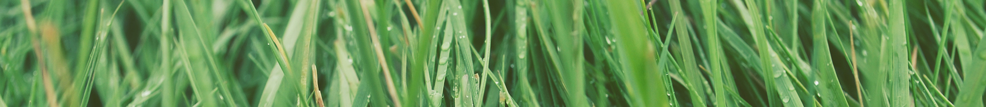 green grass